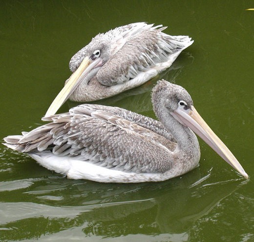 Pink Backed Pelican