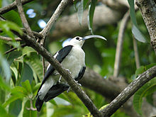 Sickle billed Vanga