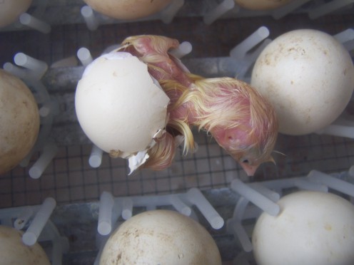 Hatching chick in incubator.