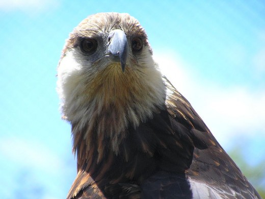Madagascan Fish Eagle