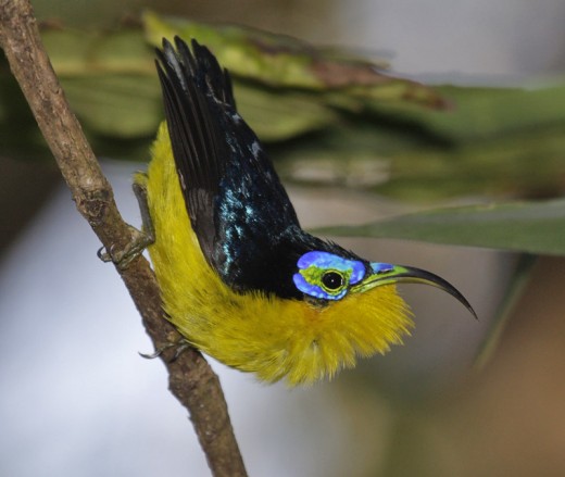 Yellow Bellied Sunbird