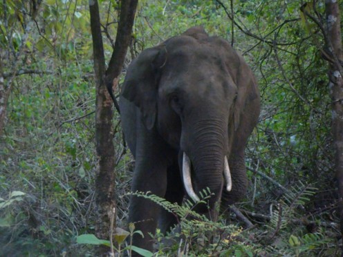 A tusker in the tholpetty range