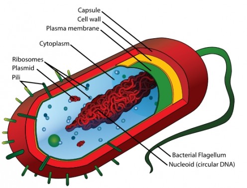 Diagram of a typical bacterium.