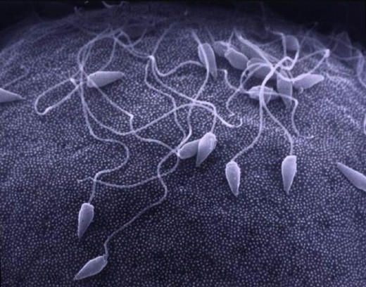 Sperm and Egg Fertilisation 