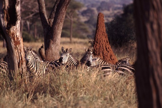 Zebras in the grass, with a termite mound behind them. Taken on safari in Tanzania.