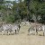 Grazing plains zebras (Mosi-oa-Tunya National Park) Grazing plains zebras (Mosi-oa-Tunya National Park)