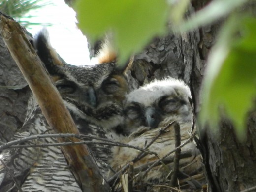 Great Horned Owl with Owlet