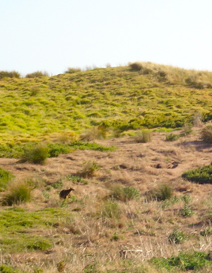 Swamp wallaby