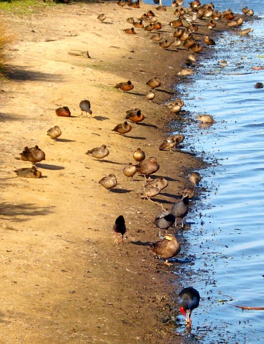 Chestnut Ducks