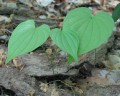 Natural Home Remedies, Wild Yam
