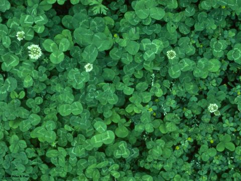 Pretty, little clovers, adds variety and texture to your yard, especially those hard to mow areas.