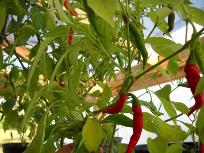 Green and Red Cayenne Pepper growing on a cayenne pepper plant.