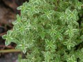 Natural Home Remedies, Thyme