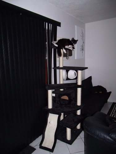 GoPetClub 70" Cat Furniture Tree Condo Scratcher Post Pet House