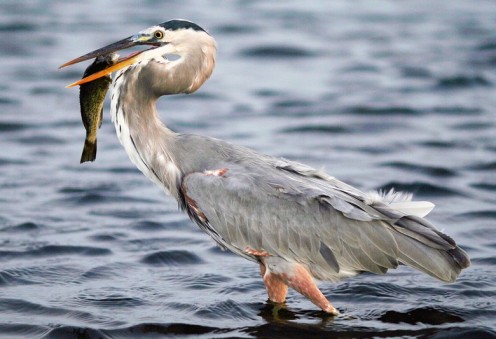 Great blue heron, similar to the one we kept seeing in Cooper's Bayou while kayaking.