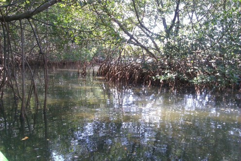 A short mangrove trail we explored while kayaking in Cooper's Bayou.
