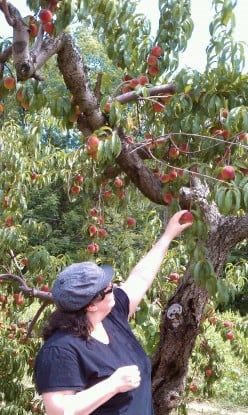 Fruit Picking in Massachusetts