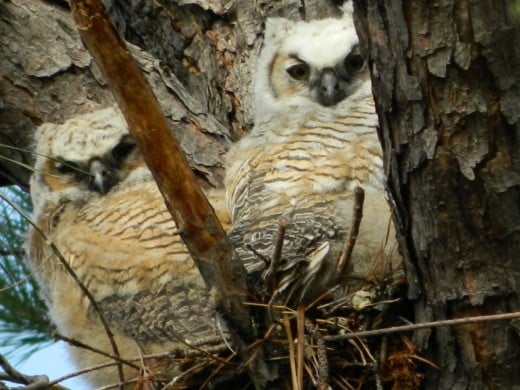 Two Great Horned owlets