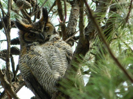 Great Horned Owl Mother to the Two Owlets 