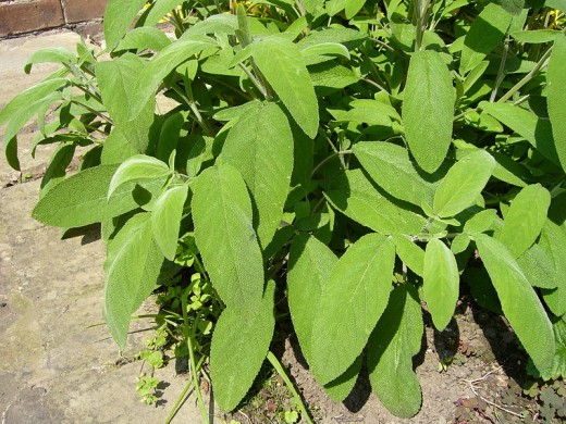 Sage Leaves In This Photo. 