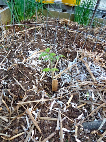 This 4" inch tall starter tomato looks dwarfed by the cage. Soon it will be producing half pound tomatoes.