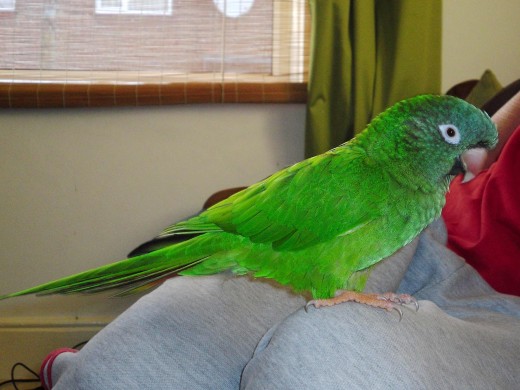 It's hard to believe that this adorable little parakeet can make such a loud noise!