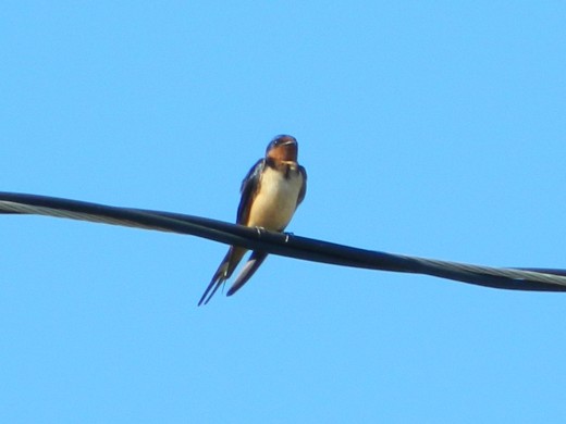 Barn Swallow