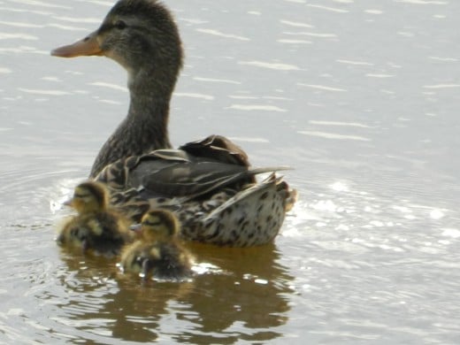 Our first Mallard ducklings on April 26!