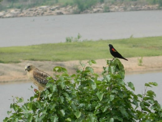 Red shouldered Hawk being harassed by Red Winged Blackbird