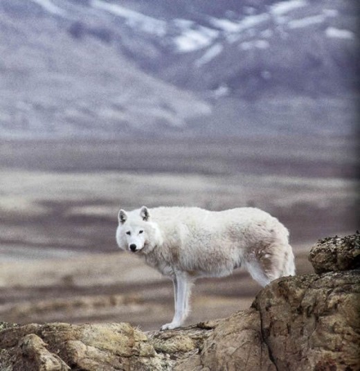Alpha Male Arctic Wolf on the Barrens