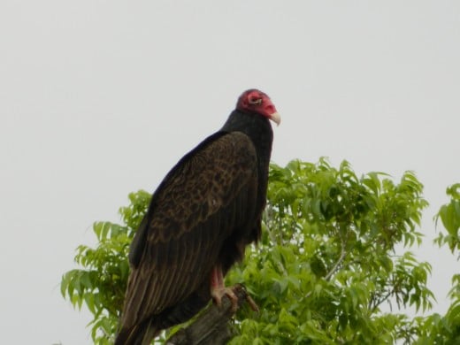 Turkey Vulture