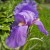 A Serene, Tranquil Iris A Serene, Tranquil Iris