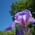 Southern Sun And Sky Show Off Russian Iris Southern Sun And Sky Show Off Russian Iris