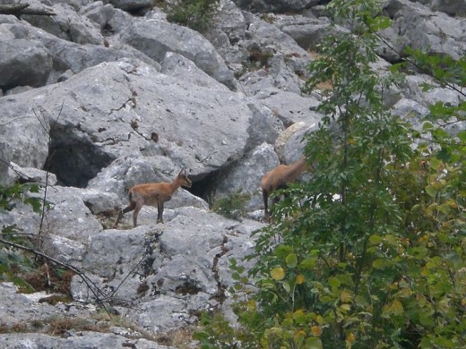 Chamois in Abruzzo