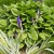 Which Iris Will Be The First To Unfurl? Which Iris Will Be The First To Unfurl?