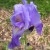 Immature Bloom--So Delicate Immature Bloom--So Delicate