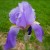 Demure Bud Waiting Its Turn Demure Bud Waiting Its Turn