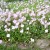 My Mini Meadow Of Pink Primrose My Mini Meadow Of Pink Primrose
