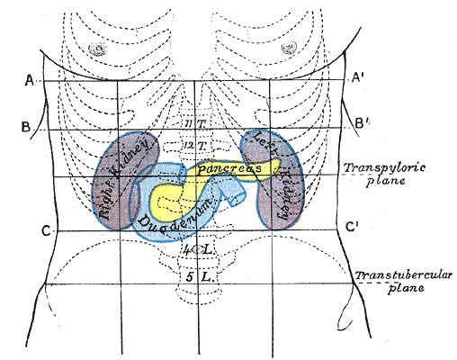 The yellow organ is the pancreas which controls insulin.