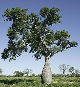 Silk Floss Tree