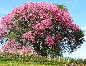 Esta es muy bonita.