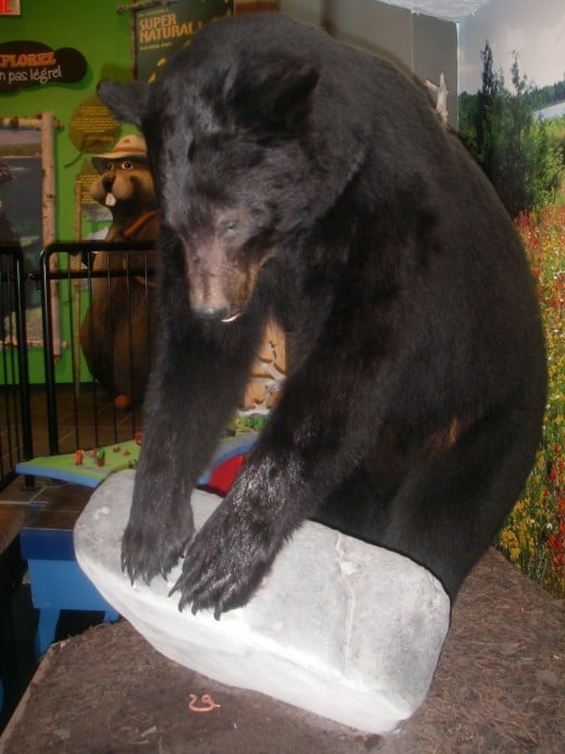 While this exhibit at the park's museum shows a black bear looking for worms under a rock, 88 black bears call it home in the park.