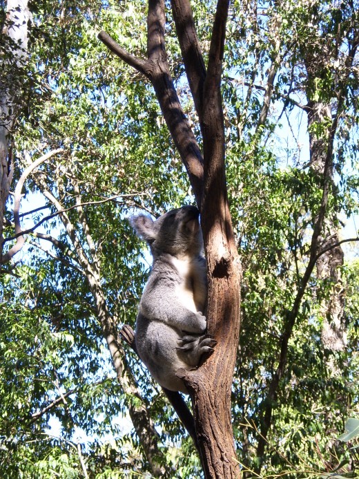 Koala at Lone Pine, Brisbane