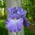 A bearded Iris growing in my own garden.  The color is a beautiful purple blue, almost periwinkle color.  The rhizomes were given to me by my Great Aunt who I love dearly.