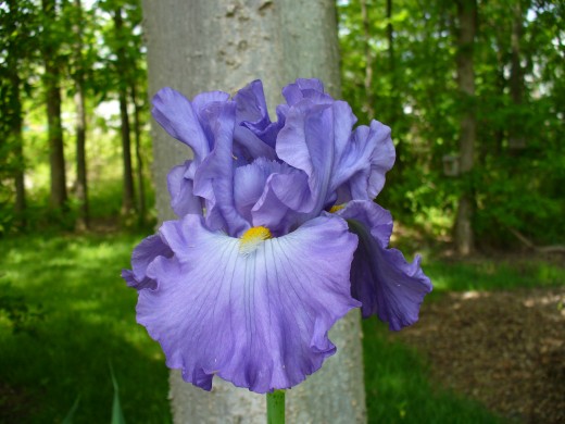 A bearded Iris growing in my own garden.  The color is a beautiful purple blue, almost periwinkle color.  The rhizomes were given to me by my Great Aunt who I love dearly.