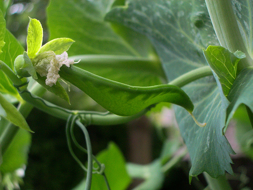 Pod Peas