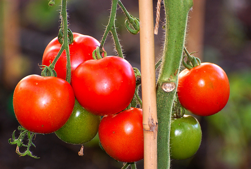 Delicious Fresh Garden Tomatoes