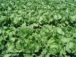 How to Grow Lettuce in Your Garden