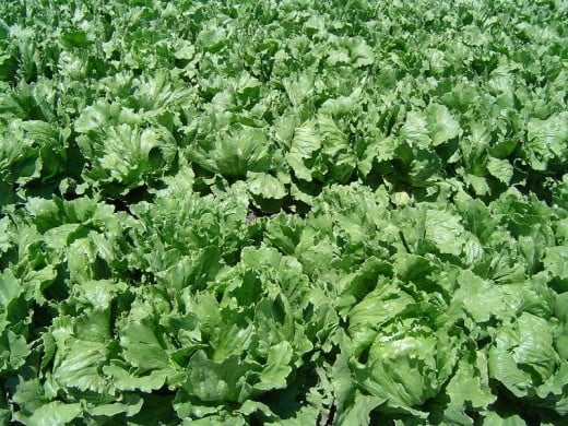 Lettuce growing in a California field.