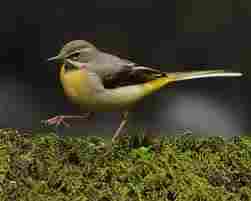 Grey Wagtail: Liked by Cuckoo